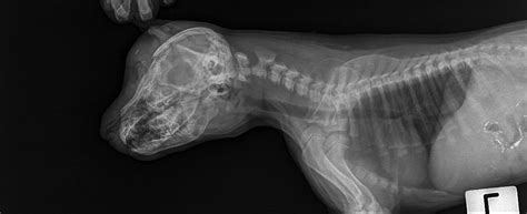 Fracture of the skull in dogs and cats