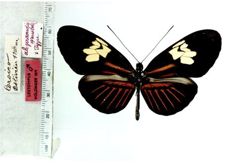 Heliconius melpomene penelope (type specimens)