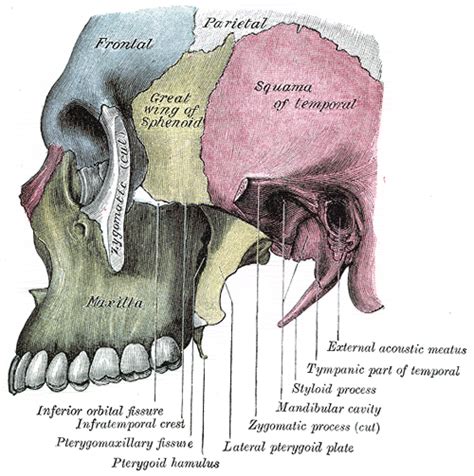 Pterygomaxillary fissure - Wikipedia