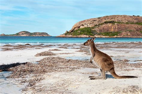 Kangaroo on the beach Australia Pyrography by Franco Schettini - Pixels