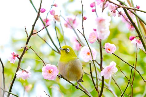 Selective focus photography of yellow bird surrounded by pink petaled ...