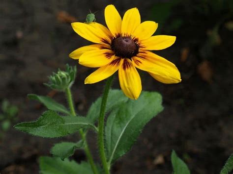 Black-Eyed Susan (Rudbeckia Hirta): How to Grow and Care | Florgeous