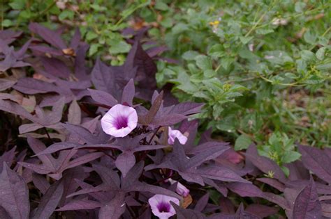 Potato Plant Flower - Vegetable