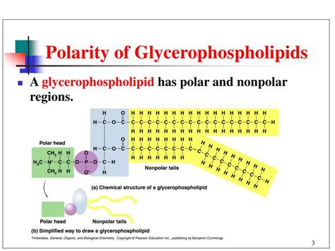 Glycerophospholipid Structure