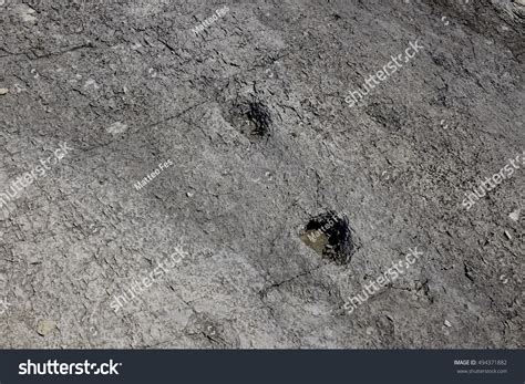 Dinosaur Fossil Footprints Detail Ancient Prehistoric Stock Photo ...