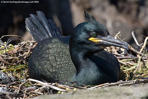 David Hastings' Bird Images - Shag (Phalacrocorax aristotelis)