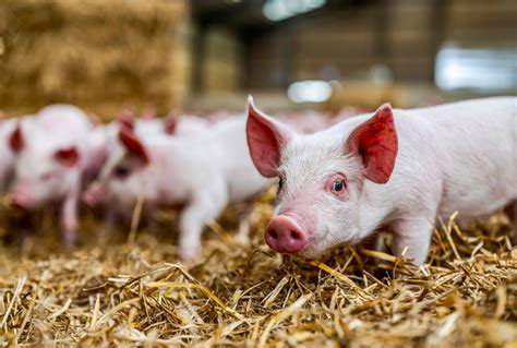 Small pig farm survey part of ASF initiative | Farmtario