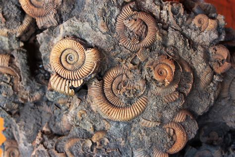 Why Are Fossils Only Found in Sedimentary Rocks? | Discover Magazine