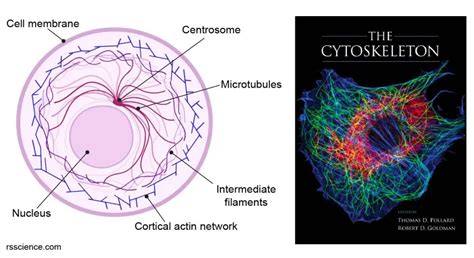 Cytoskeleton - the muscle and the bone of a cell - definition, structure, function, and biology