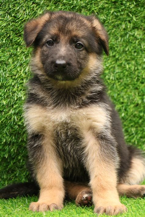 German Shepherd Puppies, German Shepherd for Sale | Dav Pet Lovers