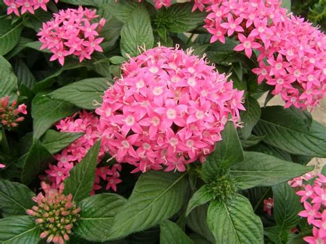 Butterfly Deep Pink Pentas