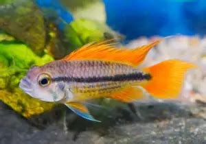 8 Peaceful Cichlids - Non-aggressive choices for a community tank