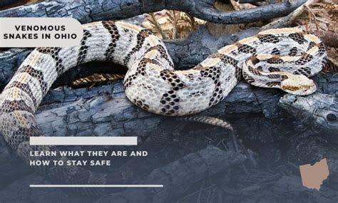 Venomous Snakes In Oklahoma Disount Deals | futuros.abrelatam.org