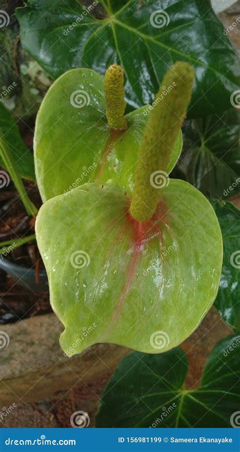 Light Green Colour Beautiful Anthurium Flower Stock Image - Image of anthurium, scientific ...