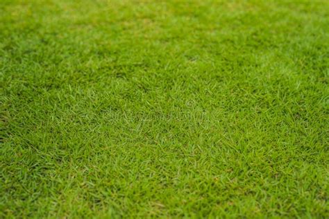 Perfect Lawn with Green Grass View from Above Stock Photo - Image of horizontal, backdrop: 139256276