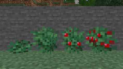 Minecraft: How to Find and Grow Sweet Berries | The Nerd Stash