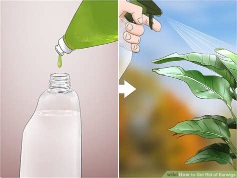 How to Get Rid of Earwigs: 12 Steps (with Pictures) - wikiHow