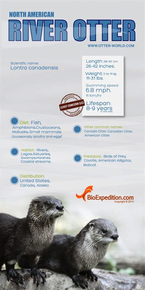 Northern River Otter Infographic - BioExpedition