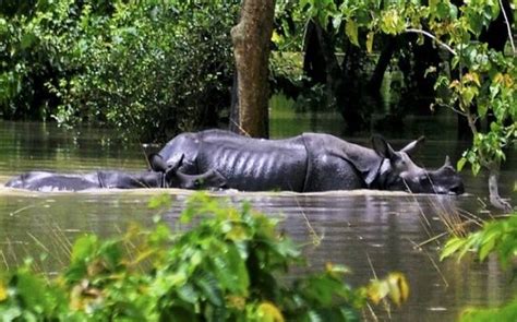 Assam floods: Kaziranga National park completely submerged as animals struggle to survive ...