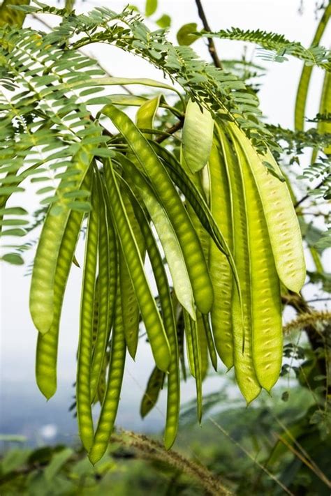 Live Guaje Tree Leucaena leucocephala Live Plant 4