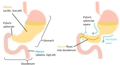 Chyme - Composition, Production, Role and Digestive Problems