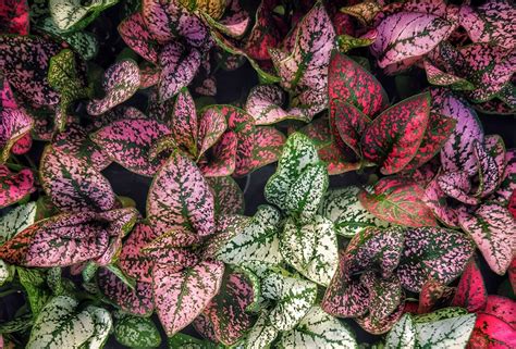 Aglaonema: Indoor/outdoor low care good luck air purifying foliage plant - Gardening Tips ...