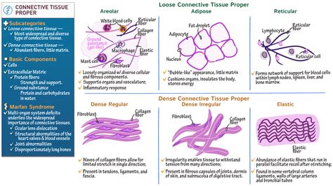 Anatomy & Physiology Fundamentals: Connective Tissue Proper | ditki ...