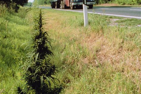 Cannabis Ruderalis - Hash Marihuana & Hemp Museum