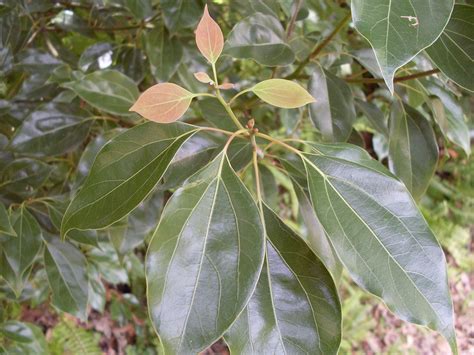 Camphor Laurel leaf | It took me about two years to work out… | Flickr