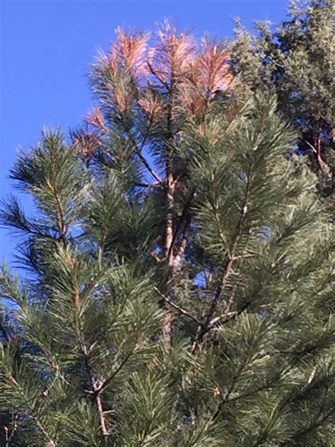 Ponderosa pine disease - tops are dying - Ask Extension