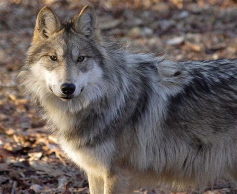 Nina, Last Female Mexican Wolf Captured in the Wild--Endangered Species Center Photo | Mexican ...