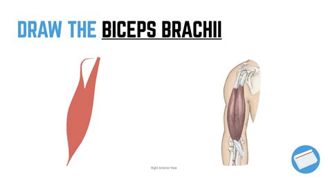 shoulder-muscles-draw.002 - Modern Athletics