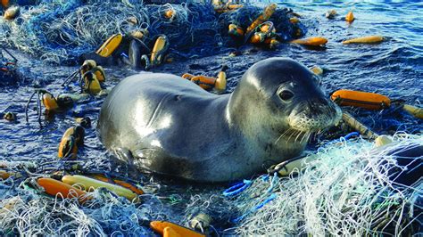 NOAA’s Marine Debris Program reports on the national issue of derelict fishing traps | National ...