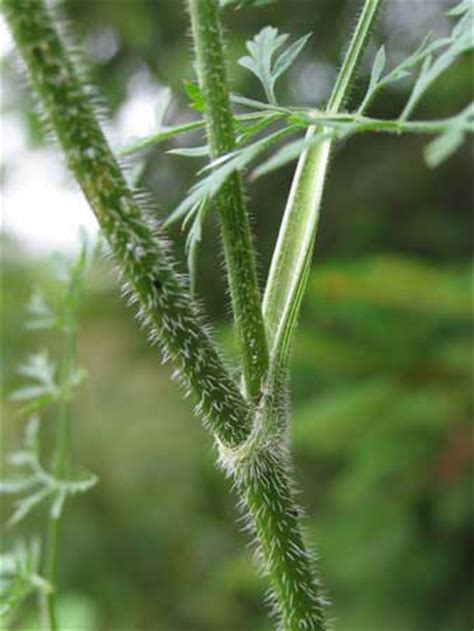 Wilderness Survival - Edible Plants - Wild Carrot