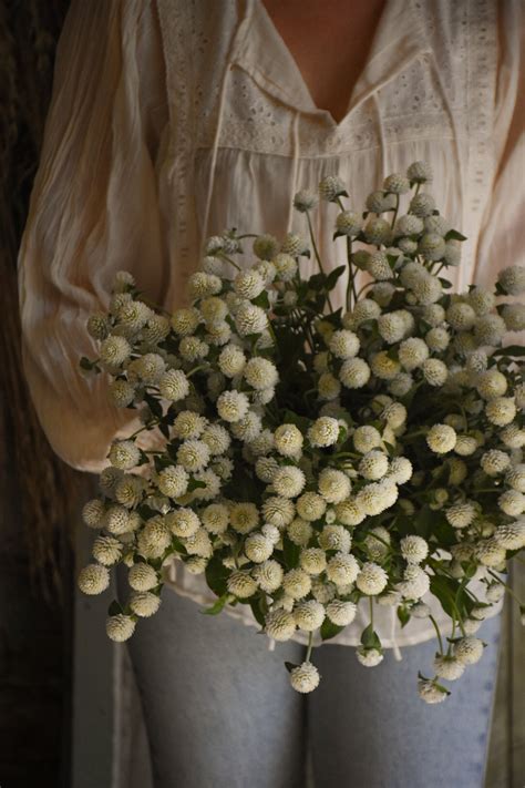 Dried Globe Amaranth - White | Gomphrena | Australian Dried Flowers ...