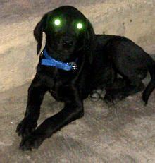 Tapetum lucidum - Wikipedia | Dogs, Tapetum lucidum, Animals