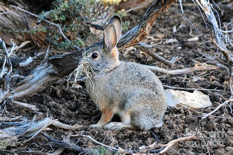 Grand Canyon Wildlife Rabbit Photograph by Shawn O'Brien