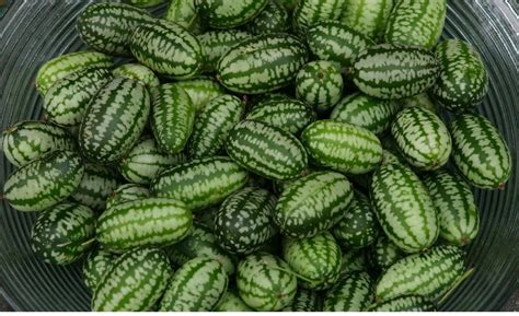 Vegetable - Cucamelon - 10 Seeds - Economy | eBay