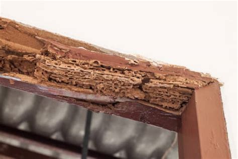 How Much Damage Can Termites Really Cause? | Termite Control