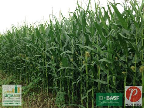 Day 2 of the Farms.com Risk Management US Corn Belt Crop Tour, June 30, 2014. Corn field West of ...
