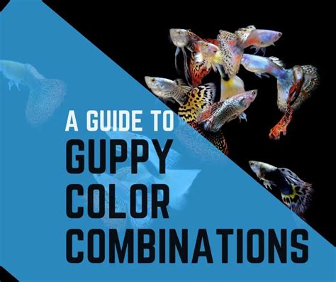 10 Facts About Guppy Color Combinations - Guppy Fish Care