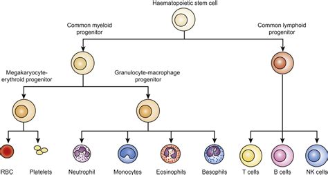 Haematology | Obgyn Key