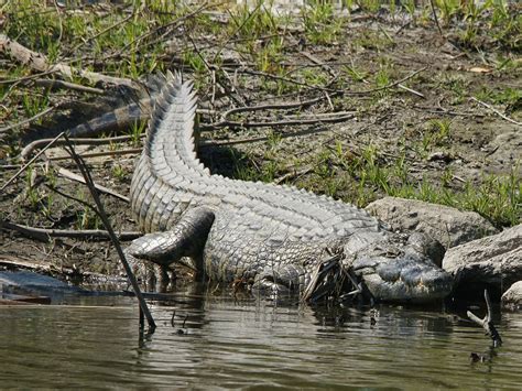 nile crocodile | Nijlkrokodil, Travel, Reizen