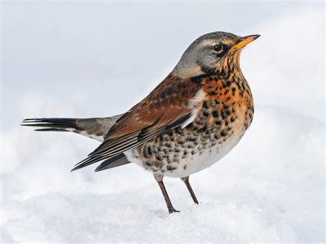 Drozd borovnjak - eBird