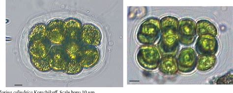 Figure 1 from New and rare species of Volvocaceae (Chlorophyta) in the ...