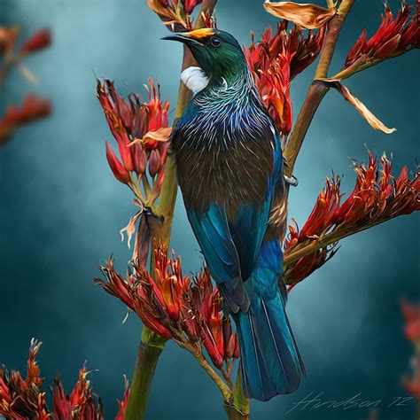 New zealand art, Nz native birds, Beautiful birds