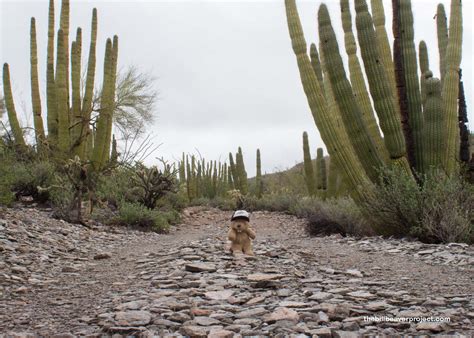 Organ Pipe Cactus National Monument! - The Bill Beaver Project