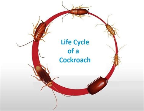 The Life Cycle of a Cockroach With Picture - In Details Guide