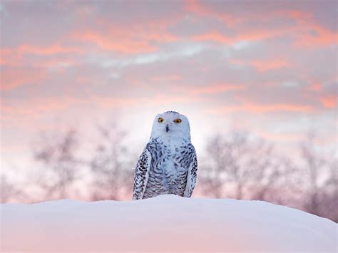 Where Do Snowy Owls Live? (Habitat + Distribution) | Birdfact