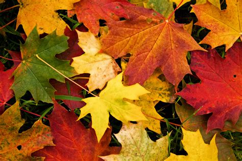 Autumn Leaves Wallpapers High Quality | Download Free